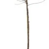 Biologische Zoete Kers (Prunus Avium 'Regina') D 26 H 150 Cm