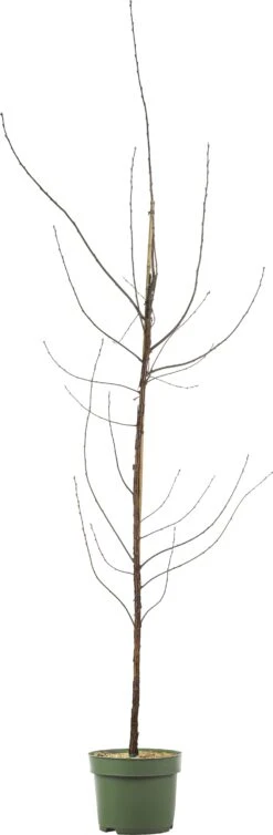 Biologische Pruim (Prunus Domestica 'Opal') D 26 H 150 Cm