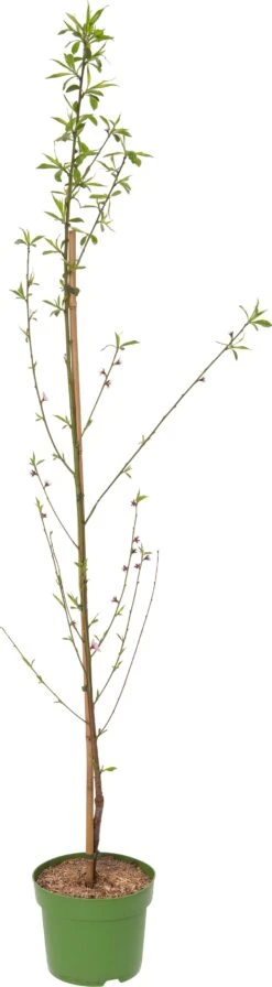 Biologische Amandel (Prunus Dulcis 'Ferragnes') D 26 H 150 Cm