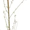 Biologische Platte Perzik (Prunus Persica 'Sandwich') Wit D 26 H 150 Cm