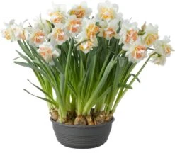 Narcis In Schaal (Narcissus) D 27 H 25 Cm