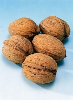 Walnoot (Juglans Regia 'Broadview')