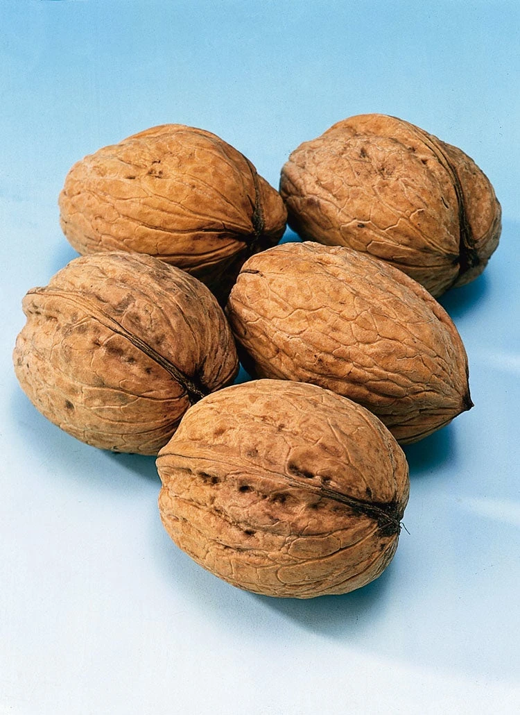 Walnoot (Juglans Regia 'Broadview') 1 Walnoot (Juglans Regia 'Broadview')