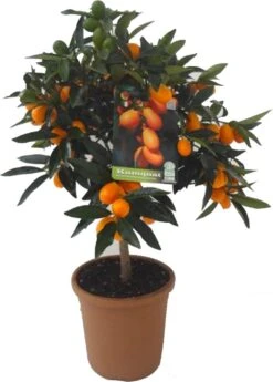 Chinese kumquat (Citrus Sinensis 'Kumquat') D 20 H 80 Cm