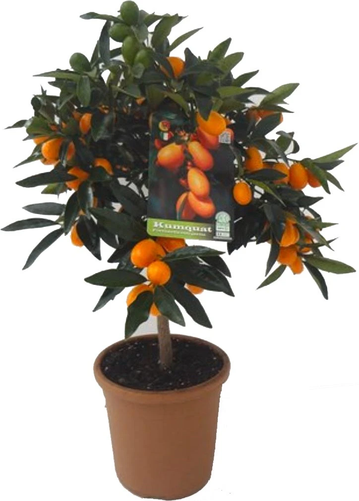 Chinese kumquat (Citrus Sinensis 'Kumquat') D 20 H 80 Cm 1 Chinese kumquat (Citrus Sinensis 'Kumquat') D 20 H 80 Cm