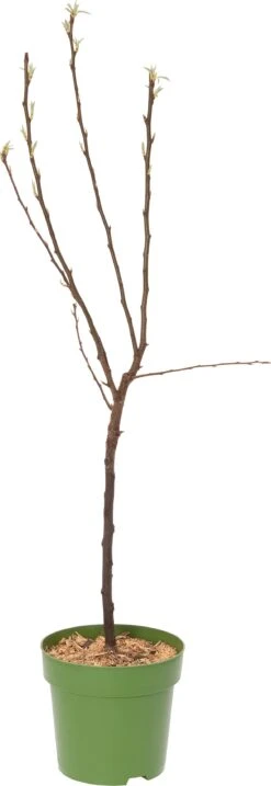 Biologische Perenboom (Pyrus Communis 'Williams') D 23 H 80 Cm