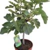 Vijg (Ficus Carica) D 25 H 60 Cm
