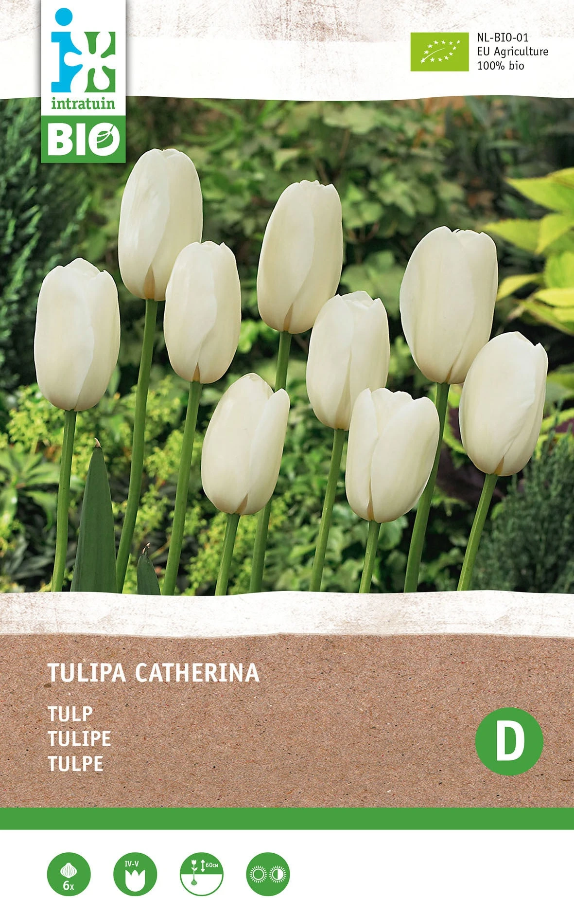 Intratuin Biologische Bloembollen Tulp (Tulipa 'Catherina') 6 Stuks 1 Intratuin Biologische Bloembollen Tulp (Tulipa 'Catherina') 6 Stuks