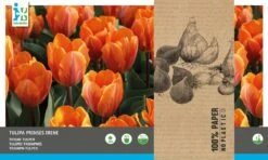 Intratuin Bloembollen Tulp (Tulipa 'Prinses Irene') 20 Stuks