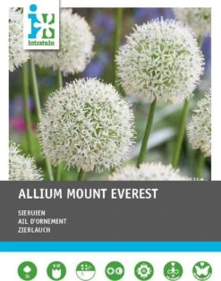 Intratuin Bloembollen Sierui (Allium 'Mount Everest') 3 Stuks