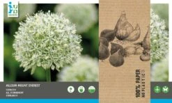 Intratuin Bloembollen Sierui (Allium 'Mount Everest') 3 Stuks 5 Intratuin Bloembollen Sierui (Allium 'Mount Everest') 3 Stuks -Elho || ESSCHERT DESIGN || Nature Winkel 8717263786979 2