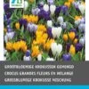 Intratuin Bloembollen Krokus (Crocus Grandiflora) Gemengd 40 Stuks