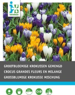 Intratuin Bloembollen Krokus (Crocus Grandiflora) Gemengd 40 Stuks