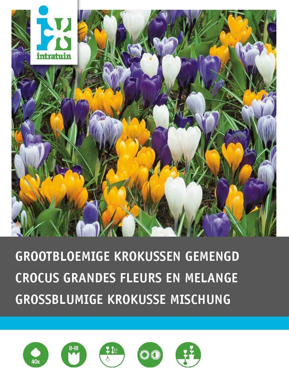 Intratuin Bloembollen Krokus (Crocus Grandiflora) Gemengd 40 Stuks 1 Intratuin Bloembollen Krokus (Crocus Grandiflora) Gemengd 40 Stuks