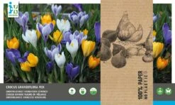 Intratuin Bloembollen Krokus (Crocus Grandiflora) Gemengd 40 Stuks 5 Intratuin Bloembollen Krokus (Crocus Grandiflora) Gemengd 40 Stuks -Elho || ESSCHERT DESIGN || Nature Winkel 8717263786986 2