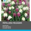Intratuin Bloembollen Kievitsbloem (Fritillaria Meleagris) 50 Stuks