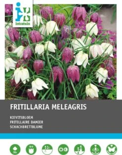 Intratuin Bloembollen Kievitsbloem (Fritillaria Meleagris) 50 Stuks
