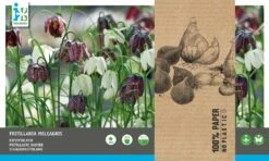 Intratuin Bloembollen Kievitsbloem (Fritillaria Meleagris) 50 Stuks -Elho || ESSCHERT DESIGN || Nature Winkel 8717263786993 2