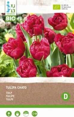 Intratuin Biologische Bloembollen Tulp (Tulipa 'Chato') 6 Stuks