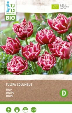 Intratuin Biologische Bloembollen Tulp (Tulipa 'Columbus') 6 Stuks