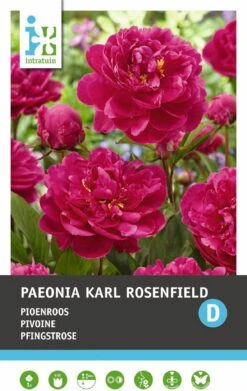Intratuin Pioenroos Knol (Paeonia 'Karl Rosenfeld')
