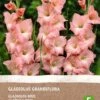 Intratuin Biologische Bloembollen Gladiool (Gladiolus Grandiflora) Roze 6 Stuks