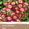 Intratuin Biologische Dahlia Topmix Knol (Dahlia 'Sweetheart')