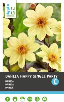 Intratuin Dahlia Enkelbloemige Knol (Dahlia 'Happy Single Party')