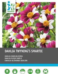 Intratuin Dahlia Enkelbloemig Knol (Dahlia 'Twyning's Smartie') 5 Stuks
