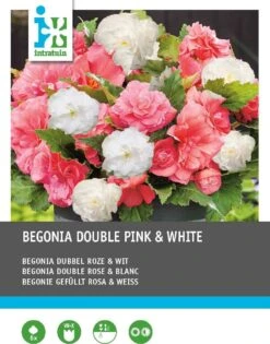 Intratuin Begonia Dubbelbloeiende Knol (Begonia) Roze Wit 6 Stuks