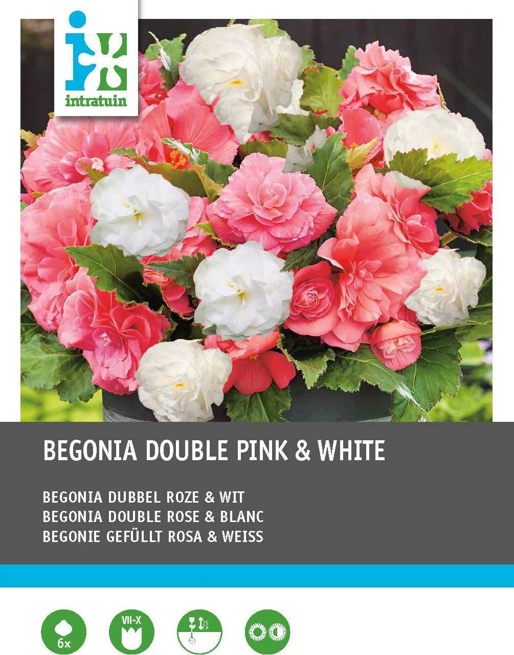 Intratuin Begonia Dubbelbloeiende Knol (Begonia) Roze Wit 6 Stuks 1 Intratuin Begonia Dubbelbloeiende Knol (Begonia) Roze Wit 6 Stuks