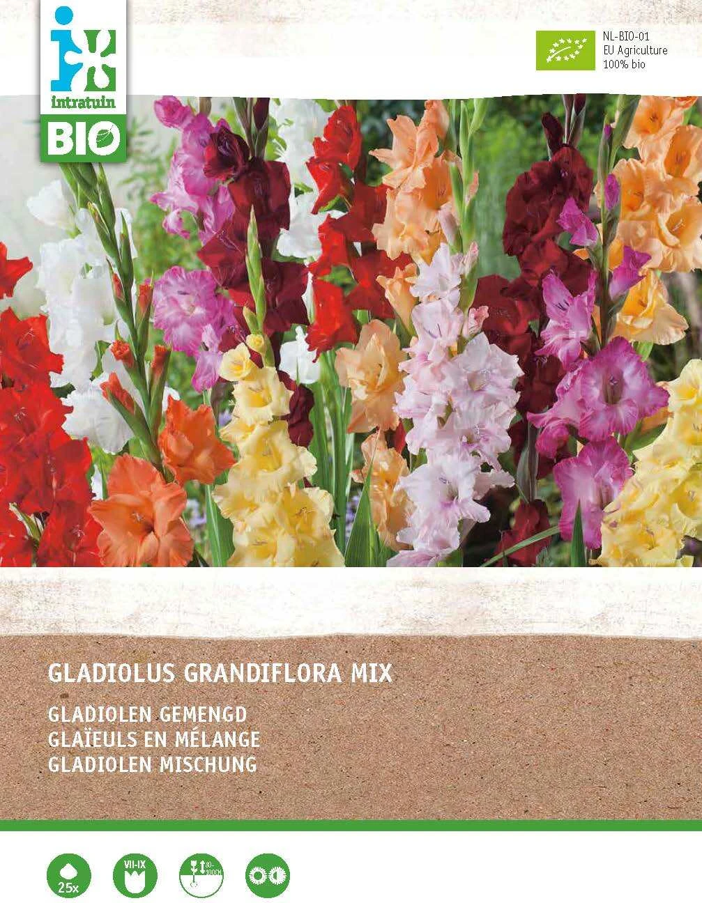 Intratuin Biologische Bloembollen Gladiool (Gladiolus Grandiflora) Gemengd 25 Stuks 1 Intratuin Biologische Bloembollen Gladiool (Gladiolus Grandiflora) Gemengd 25 Stuks
