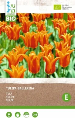 Intratuin Biologische Bloembollen Tulp (Tulipa 'Ballerina') 6 Stuks