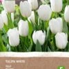 Intratuin Biologische Bloembollen Tulp (Tulipa) Wit 6 Stuks