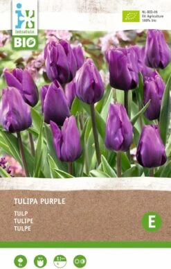 Intratuin Biologische Bloembollen Tulp (Tulipa) Donkerpaars 6 Stuks