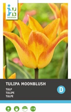Intratuin Bloembollen Tulp (Tulipa 'Moonblush') 10 Stuks