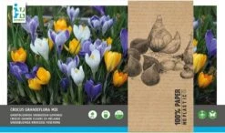 Intratuin Bloembollen Grootbloemige Krokus (Crocus) Gemengd 30 Stuks