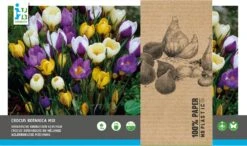 Intratuin Bloembollen Botanische Krokus (Crocus) Gemengd 80 Stuks
