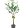 Intratuin Biologische Amandel (Prunus Dulcis 'Robijn') D 24 H 200 Cm