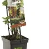 Intratuin Biologische 4 Bessen (Ribes 'Quatro') D 18 H 65 Cm