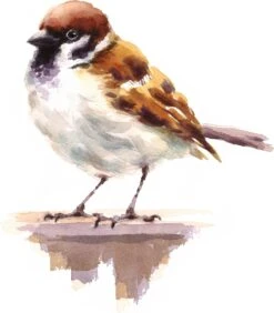 PB-Collection Tuinschilderij Mus Wit / Bruin 70 X 2 X 70 Cm