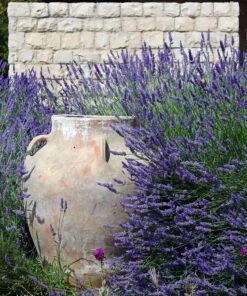 PB-Collection Tuinschilderij Lavendel Paars / Grijs 70 X 2 X 130 Cm