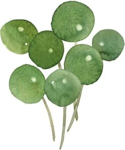 PB-Collection Tuinschilderij Pannenkoekplant Groen 50 X 2 X 70 Cm