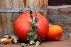 PB-Collection Tuinschilderij Decoratie Oranje 70 X 50 X 2,5 Cm