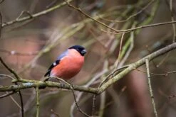 PB-Collection Tuinschilderij Goudvink Rood 40 X 30 X 2,5 Cm