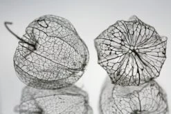 PB-Collection Tuinschilderij Droogbloem Zwart / Grijs 130 X 2 X 70 Cm