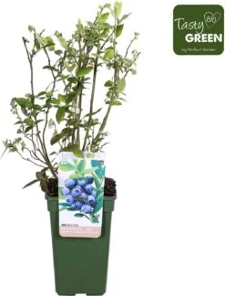 Blauwe Bes (Vaccinium Corymbosum 'Blue Dessert') D 19 H 50 Cm