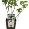 Intratuin Biologische Zwarte Bes (Ribes 'Black Bells') D 19 H 50 Cm