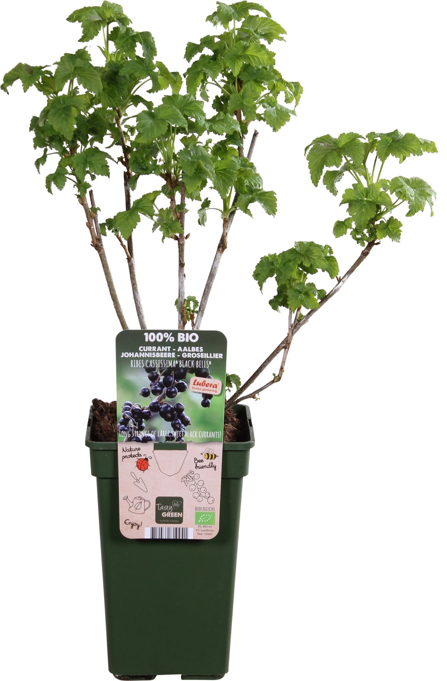 Intratuin Biologische Zwarte Bes (Ribes 'Black Bells') D 19 H 50 Cm 1 Intratuin Biologische Zwarte Bes (Ribes 'Black Bells') D 19 H 50 Cm