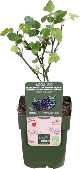 Doornloze Braam (Rubus Fruticosus 'Black Satin') D 13 H 45 Cm 1 Doornloze Braam (Rubus Fruticosus 'Black Satin') D 13 H 45 Cm